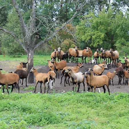 鲁内弗莱尔酒店 3* 佐森