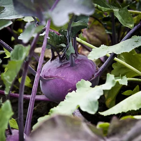 鲁内弗莱尔酒店