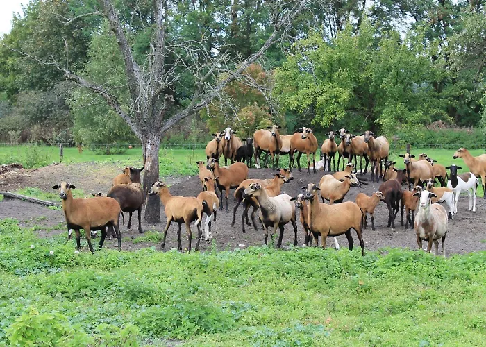 Flair Reuner 3* Zossen